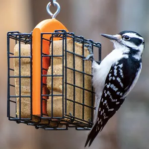 Duncraft Double Suet Feeder, Orange